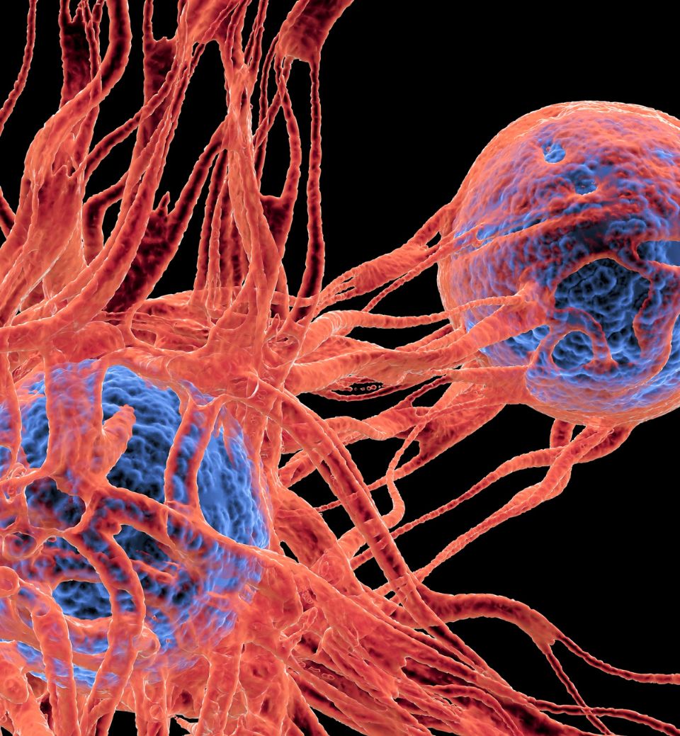 Cancer cells - oncology trends