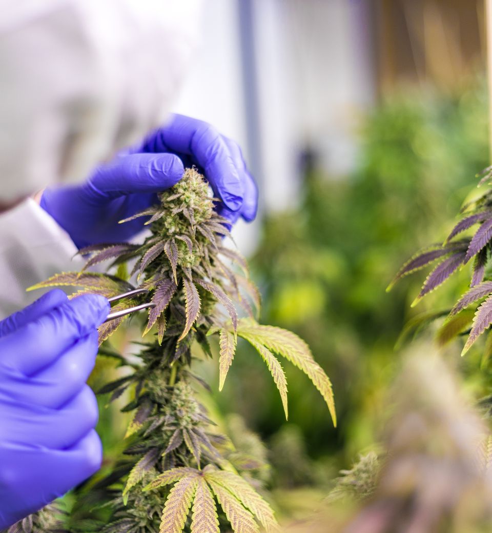 Medical cannabis for use in clinical trials